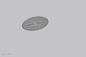 <i>Diploneis elliptica</i> (Kütz.) Cleve, 1894 © D. Milan
