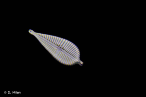 <i>Gomphonema augur</i> Ehrenberg, 1840 © D. Milan