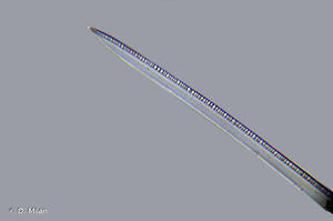 <i>Nitzschia linearis </i>var.<i> tenuis</i> (W.Smith) Grunow, 1880 © D. Milan