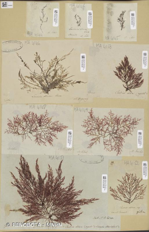 <i>Laurencia obtusa</i> (Hudson) J.V.Lamour., 1813 © RENOBOTA - MNHN