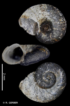 <i>Menetus dilatatus</i> (A. Gould, 1841) © R. GERBER