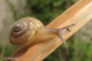 <i>Ashfordia granulata</i> (Alder, 1830) © O. Gargominy