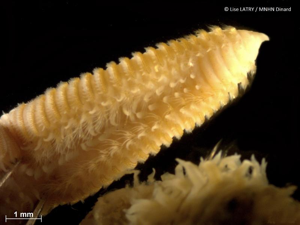 <i>Orbinia latreillii</i> (Audouin & H Milne Edwards, 1833) © L. Latry - MNHN Dinard