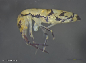 <i>Willowsia nigromaculata</i> (Lubbock, 1873) © L. Deharveng