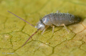 <i>Tomocerus minor</i> (Lubbock, 1862) © C. Quintin