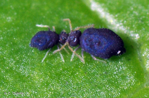 <i>Deuterosminthurus pallipes</i> (Bourlet, 1841) © C. Quintin