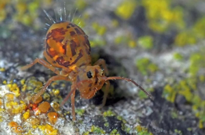 <i>Dicyrtomina ornata</i> (Nicolet, 1842) © C. Quintin