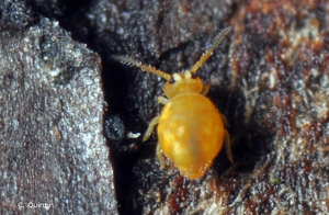 <i>Sminthurinus aureus</i> (Lubbock, 1862) © C. Quintin