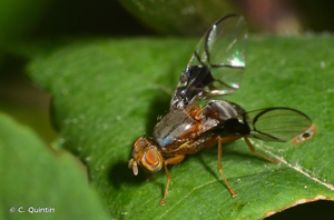 <i>Anomoia purmunda</i> (Harris, 1780) © C. Quintin