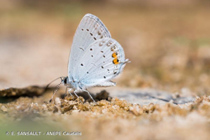 <i>Cupido argiades</i> (Pallas, 1771) © E. SANSAULT - ANEPE Caudalis