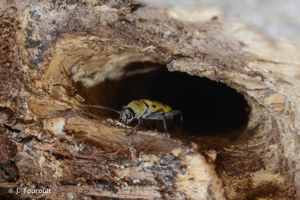 <i>Chlorophorus glabromaculatus</i> (Goeze, 1777) © J. Touroult