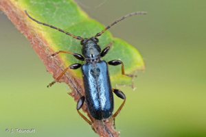<i>Poecilium rufipes</i> (Fabricius, 1777) © J. Touroult