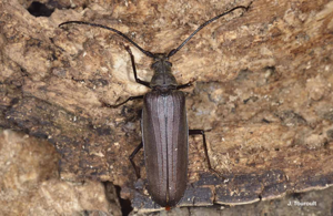 <i>Aegosoma scabricorne</i> (Scopoli, 1763) © J. Touroult