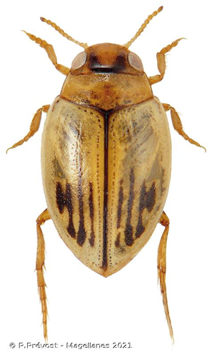 <i>Hygrotus confluens</i> (Fabricius, 1787) © P.Prévost - Magellanes 2021