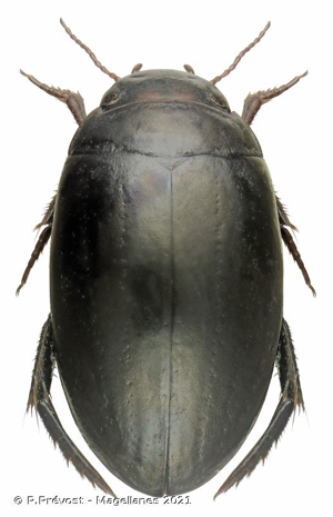 <i>Ilybius chalconatus</i> (Panzer, 1797) © P.Prévost - Magellanes 2021