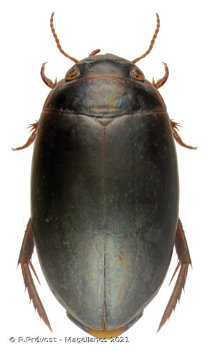 <i>Ilybius montanus</i> (Stephens, 1828) © P.Prévost - Magellanes 2021