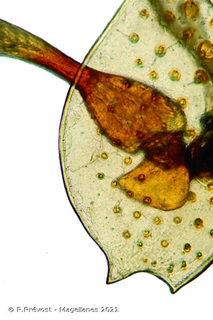 <i>Peltodytes caesus</i> (Duftschmid, 1805) © P.Prévost - Magellanes 2021