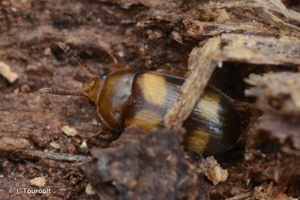 <i>Mycetophagus piceus</i> (Fabricius, 1777) © J. Touroult