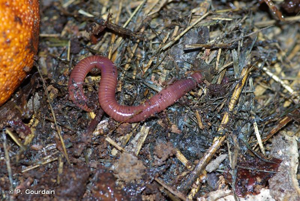 <i>Eisenia fetida</i> (Savigny, 1826) © P. Gourdain