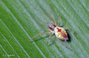 <i>Nigma puella</i> (Simon, 1870) © C. Quintin
