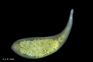 <i>Alboglossiphonia heteroclita</i> (Linnaeus, 1761) © J.-F. Cart