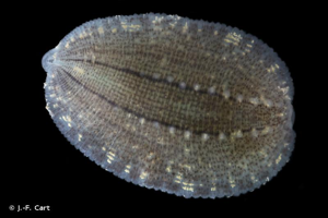 <i>Glossiphonia complanata</i> (Linnaeus, 1758) © J.-F. Cart