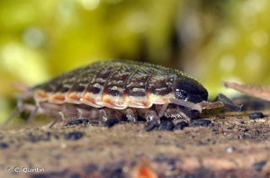 <i>Philoscia muscorum</i> (Scopoli, 1763) © C. Quintin