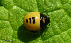 <i>Tritomegas bicolor</i> (Linnaeus, 1758) © F. Michalke