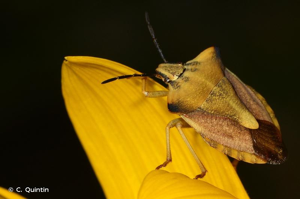 <i>Carpocoris fuscispinus</i> (Boheman, 1850) © C. Quintin
