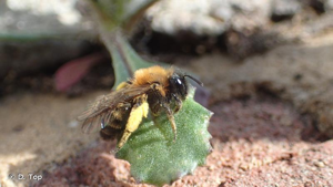 <i>Andrena bicolor</i> Fabricius, 1775 © D. Top