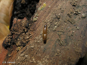 <i>Hypoganus inunctus</i> (Lacordaire, 1835) © B. Calmont