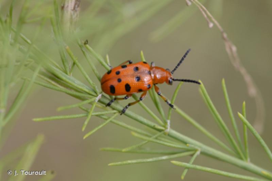 <i>Crioceris duodecimpunctata</i> (Linnaeus, 1758) © J. Touroult