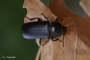 <i>Tenebrio molitor</i> Linnaeus, 1758 © J. Touroult