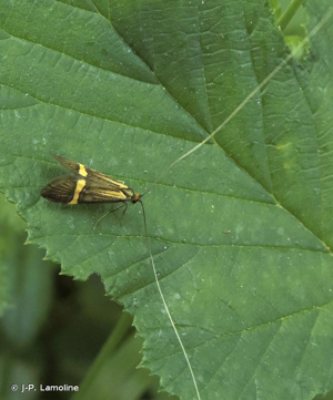 <i>Nemophora degeerella</i> (Linnaeus, 1758) © J-P. Lamoline