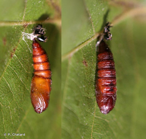 <i>Archips xylosteana</i> (Linnaeus, 1758) © P. Chatard