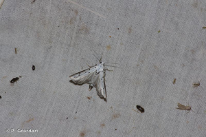 <i>Myelois circumvoluta</i> (Geoffroy, 1785) © P. Gourdain