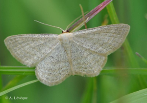 <i>Scopula virgulata</i> (Denis & Schiffermüller, 1775) © A. Lévêque