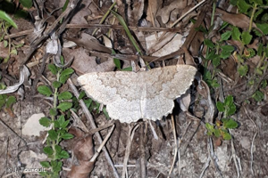 <i>Gnophos furvata</i> (Denis & Schiffermüller, 1775) © J. Touroult