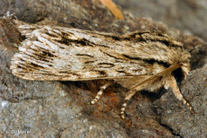 <i>Asteroscopus sphinx</i> (Hufnagel, 1766) © D. Morel