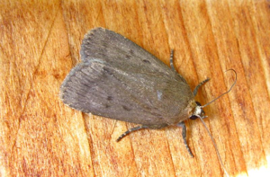 <i>Amphipyra tragopoginis</i> (Clerck, 1759) © F. Michalke