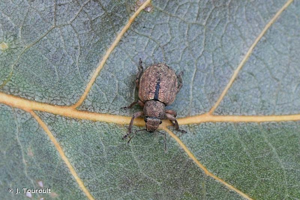 <i>Strophosoma melanogrammum melanogrammum</i> (Forster, 1771) © J. Touroult