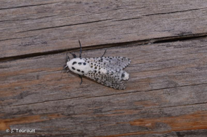 <i>Zeuzera pyrina pyrina</i> (Linnaeus, 1761) © J. Touroult