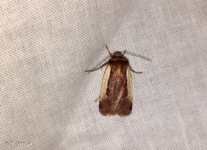 <i>Ochropleura plecta plecta</i> (Linnaeus, 1761) © S. Wroza