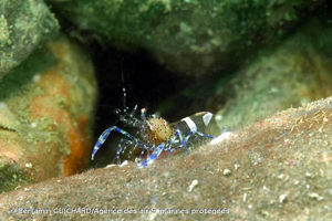 <i>Periclimenes sagittifer</i> (Norman, 1861) © Benjamin GUICHARD/Agence des aires marines protégées