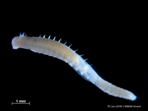 <i>Ampharete acutifrons</i> (Grube, 1860) © L. Latry - MNHN Dinard