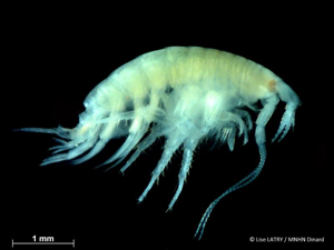 <i>Bathyporeia elegans</i> Watkin, 1938 © L. Latry - MNHN Dinard
