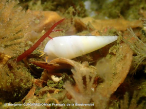 <i>Melanella alba</i> (da Costa, 1778) © Benjamin GUICHARD/Office Français de la Biodiversité