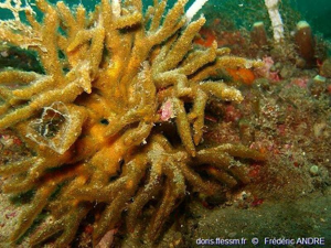 <i>Turbicellepora avicularis</i> (Hincks, 1860) © doris.ffessm.fr © Frédéric ANDRE