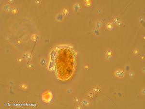 <i>Dinophysis acuminata</i> Clap. & J.Lachm., 1859 © N. Masson-Neaud