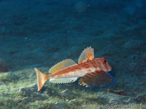 <i>Chelidonichthys lastoviza</i> (Bonnaterre, 1788) © doris.ffessm.fr © Dominique Horst